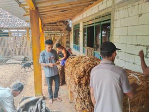 Petani Padi dan Jagung di Madiun Kembangkan Komoditi Tembakau