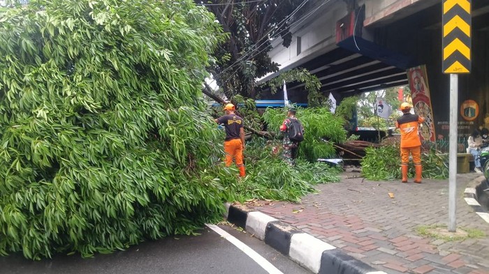 Pohon di Jalan Katamso, Jakarta Barat, tumbang. Lalu lintas di sekitar diterapkan contraflow. (Dok TMC Polda Metro Jaya).