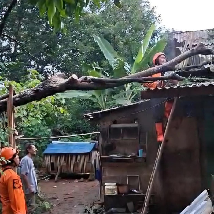Pohon Tumbang Timpa Empat Rumah di Citereup Bogor, Atap dan Dinding Rusak