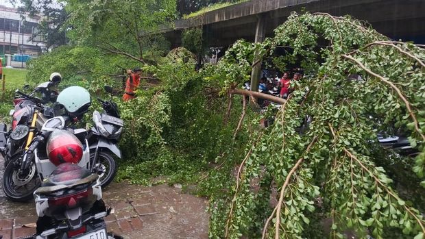 Pohon Tumbang Timpa Motor Akibat Hujan Deras-Angin Kencang di Bogor Pohon Tumbang Timpa Motor Akibat Hujan Deras-Angin Kencang di Bogor