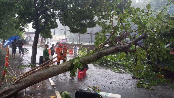 Pohon Tumbang Timpa Motor Akibat Hujan Deras-Angin Kencang di Bogor