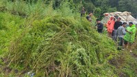 Penampakan Ladang Ganja 51,75 Hektare di Aceh yang Dibongkar Bareskrim