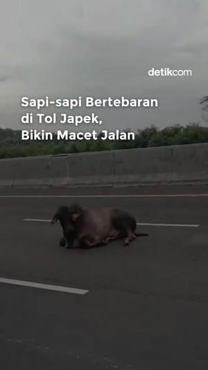 Video: Sapi-sapi Bertebaran di Tol Japek, Bikin Macet Jalan
