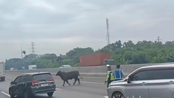 Seekor sapi di Tol Japek