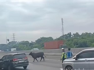 Dua Sapi Lari-lari di Jalan Tol Ganggu Lalu Lintas, Satu Disembelih di Tempat