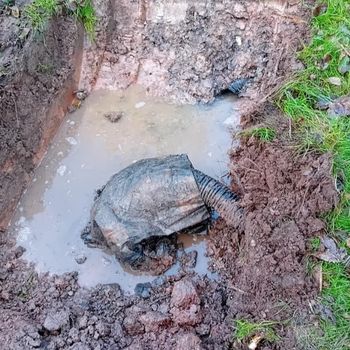 Septic Tank Rusak Justru Bawa Untung Seorang pria di Inggris bernama Mark Ledsom membeli sebuah vila dan ditemukan ada septic tank yang rusak di halaman belakang. Ia kemudian menggugat agen properti karena tak memberitahu soal septic tank. Akhirnya Mark mendapatkan uang senilai Rp 550 juta.