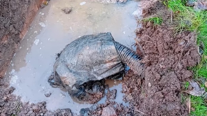 Seorang pria di Inggris bernama Mark Ledsom membeli sebuah vila dan ditemukan ada septic tank yang rusak di halaman belakang. Ia kemudian menggugat agen properti karena tak memberitahu soal septic tank. Akhirnya Mark mendapatkan uang senilai Rp 550 juta.