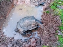 Pria Ini Dapat Rp 550 Juta gegara Bau Busuk Septic Tank