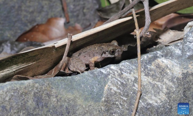 Spesies katak baru Leptobrachella kungfu