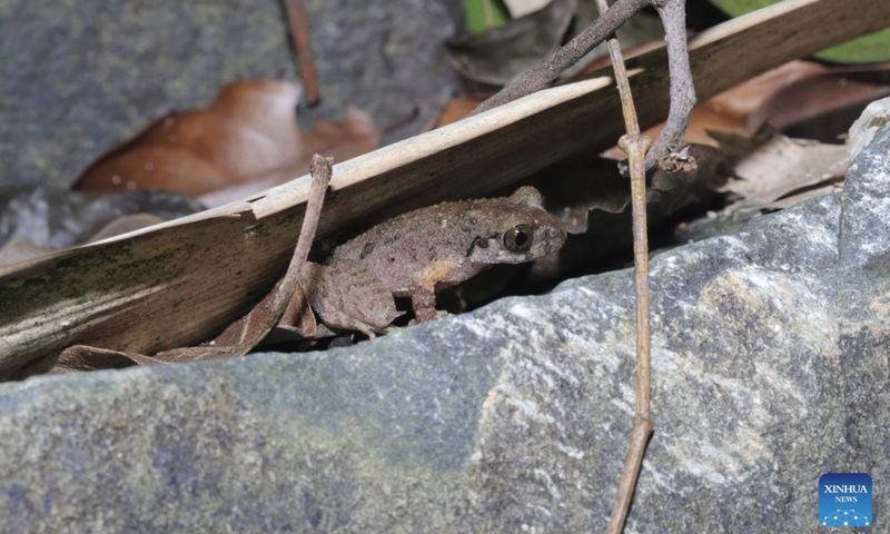 Spesies katak baru Leptobrachella kungfu Spesies katak baru Leptobrachella kungfu