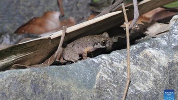 Fosil katak tertua yang pernah ditemukan berumur 265 juta tahun dan ditemukan di Madagaskar. Saat ini terdapat katak di seluruh dunia, tetapi area yang paling terkonsentrasi adalah hutan hujan tropis. Foto: Xinhua News