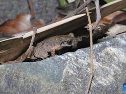 Deretan Hewan yang Sudah Eksis di Bumi Sebelum Manusia Ada