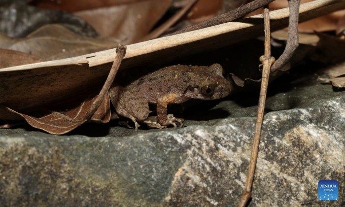 Spesies katak baru Leptobrachella kungfu