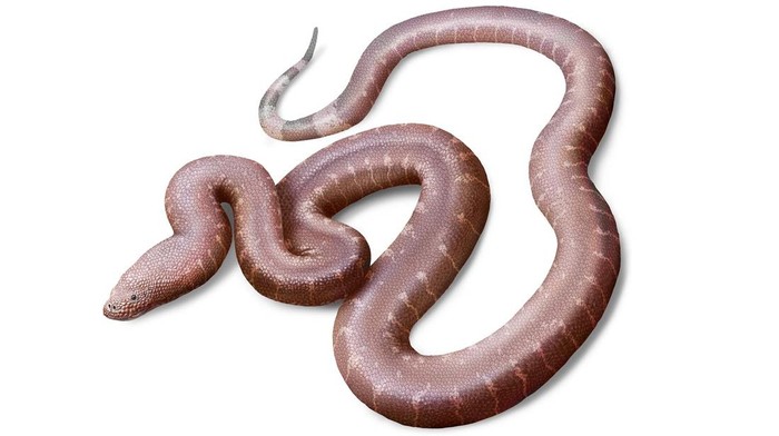 Rahasia Ular Purba Terbongkar dari Tulang Sekecil Debu
