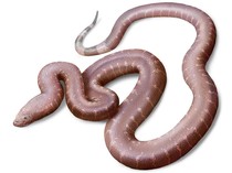 Peneliti Temukan Fosil Ular yang Sangat Aneh