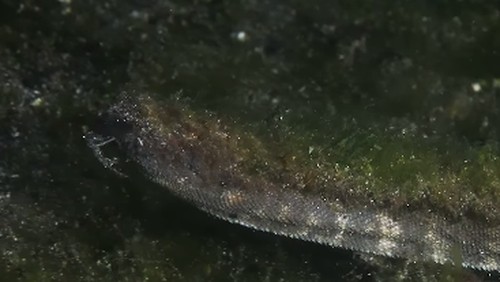 Ular purba yang terekam di dasar laut Pulau Komodo.