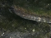 BTNK Kaget Ada Ular Purba di Dasar Laut Pulau Komodo