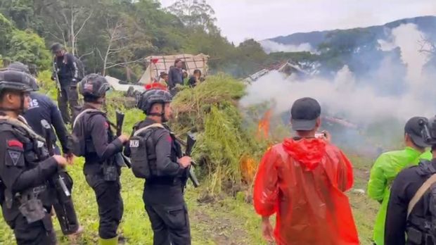 Bareskrim Polri Musnahkan Ladang Ganja 51,75 Hektare di Gayo Lues Aceh