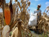 Pemerintah Bakal Umumkan Swasembada Beras & Jagung