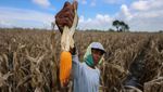 Cuaca Ekstrem Bikin Petani Nganjuk Harus Panen Jagung Lebih Awal