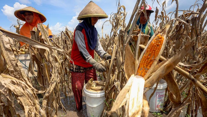 Petani memanen jagung di lahan yang terendam banjir di Baron, Nganjuk, Jawa Timur, Rabu (19/11/2025). Sejumlah petani di daerah itu terpaksa melakukan panen dini untuk menghindari pembusukan tanaman jagung karena curah hujan tinggi, sehingga membuat hasil panen menurun sekitar lima puluh persen dari yang semula kisaran 800 - 1000 kg menjadi 400 - 500 kg untuk luas lahan kurang dari 1 hektare. ANTARA FOTO/Muhammad Mada