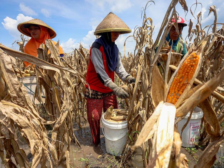 Cuaca Ekstrem Bikin Petani Nganjuk Harus Panen Jagung Lebih Awal