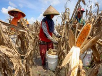 Cuaca Ekstrem Bikin Petani Nganjuk Harus Panen Jagung Lebih Awal