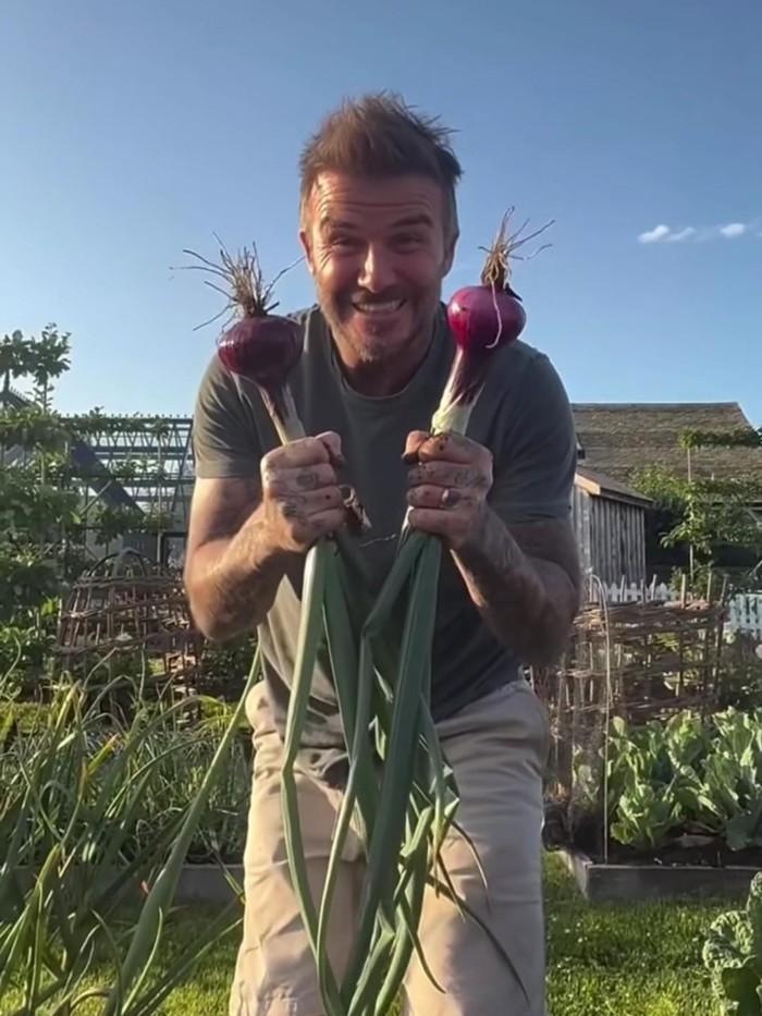 David Beckham berkebun dan pelihara ayam di belakang rumah.