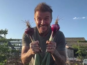 Momen David Beckham Pamer Hasil Kebun dan Pelihara Ayam di Belakang Rumah