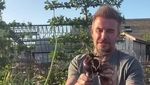 Momen David Beckham Pamer Hasil Kebun dan Pelihara Ayam di Belakang Rumah