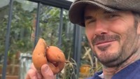 Pada 2024, David Beckham membagikan video di TikTok pribadinya. Dia membagikan momen satu-satunya ubi jalar hasil kebunnya yang menarik perhatian. Dia memperlihatkan ubi tersebut sambil menikmati udara Minggu pagi. Foto: TikTok @davidbeckham