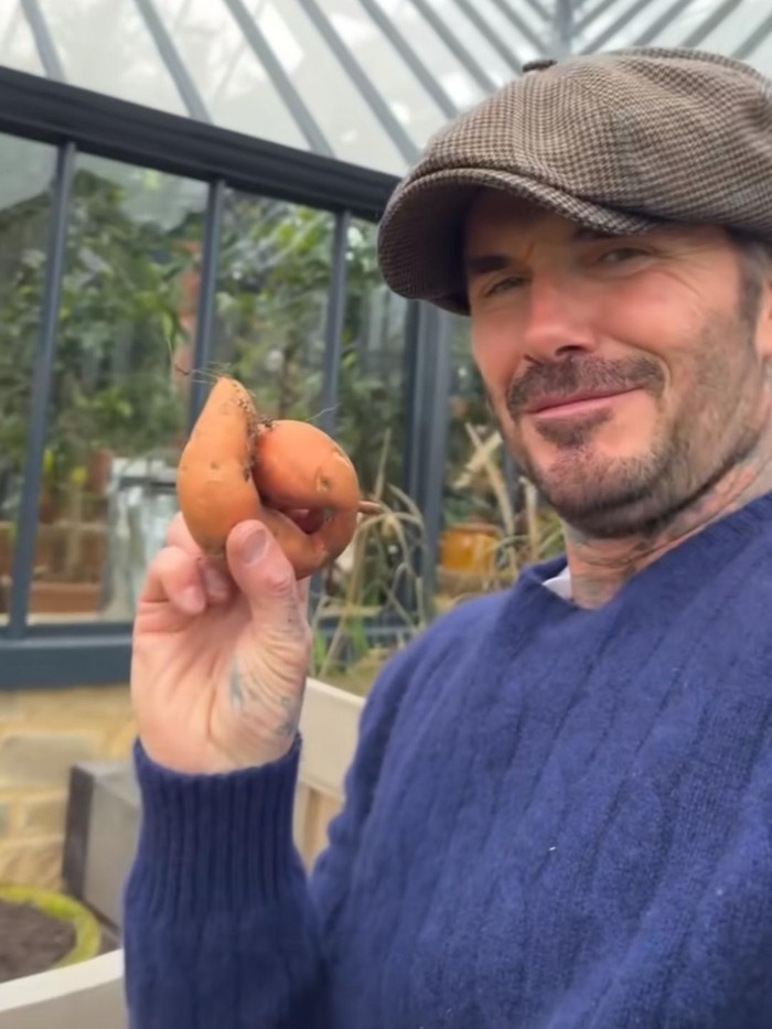 David Beckham berkebun dan pelihara ayam di belakang rumah.