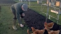 Gak cuma berkebun, di belakang rumahnya David Beckham juga memelihara ayam. Suami Victoria Beckham itu menikmati jalan-jalan di kebun diikuti ayam-ayamnya. Kayak bapak-bapak lainnya, David Beckham juga memberikan makan ayam dari telapak tangannya langsung. Foto: TikTok @davidbeckham