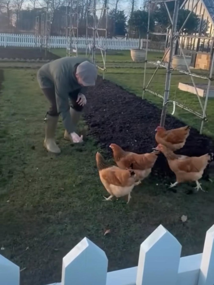 David Beckham berkebun dan pelihara ayam di belakang rumah.