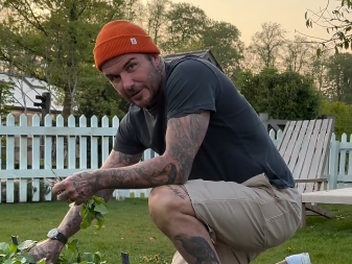 david beckham berkebun