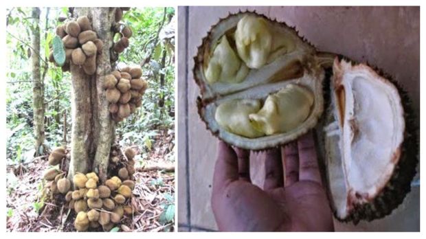 Durian kura-kura. Durian karantongan. Foto: tangkapan layar buku Menggapai Laba dari Budidaya Durian ; Tanaman Banyak Manfaat oleh M Jawal Anwarudin Syah