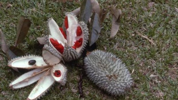 Durian munyit. Foto: tangkapan layar buku Menggapai Laba dari Budidaya Durian ; Tanaman Banyak Manfaat oleh M Jawal Anwarudin Syah