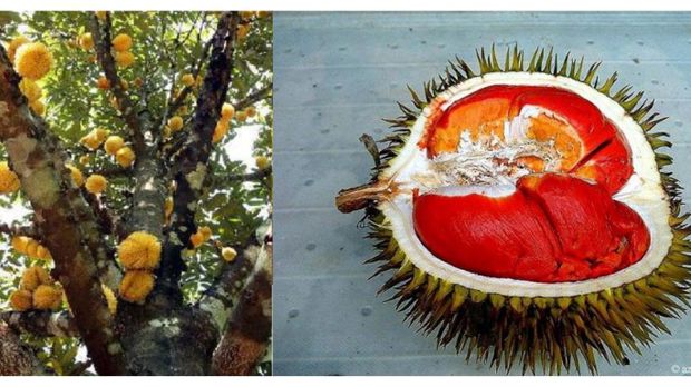 Durian sukang. Foto: tangkapan layar buku Menggapai Laba dari Budidaya Durian ; Tanaman Banyak Manfaat oleh M Jawal Anwarudin Syah