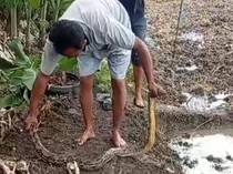 Bikin Petani Takut ke Sawah, Piton 2,5 Meter di Tulas Klaten Ditangkap