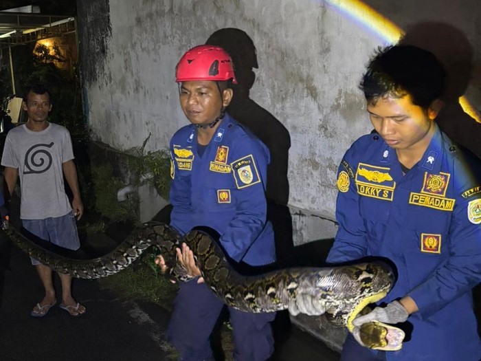 Penampakan ular piton sepanjang 4 meter yang dievakuasi damkar di Banyon, Gayamprit, Klaten, Selasa (18/11/2025) malam.