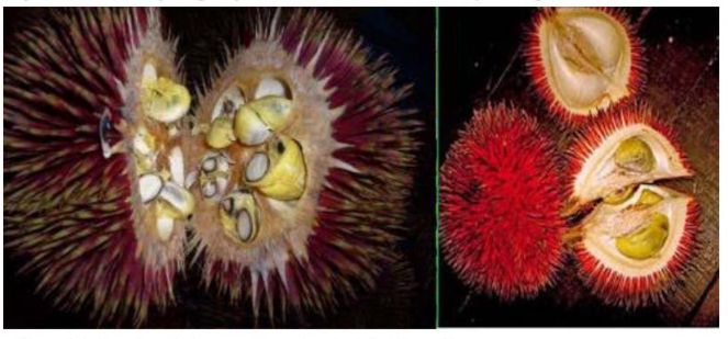 Foto: tangkapan layar buku Menggapai Laba dari Budidaya Durian ; Tanaman Banyak Manfaat oleh M Jawal Anwarudin Syah