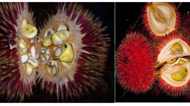 Durian Lahung. Foto: tangkapan layar buku Menggapai Laba dari Budidaya Durian ; Tanaman Banyak Manfaat oleh M Jawal Anwarudin Syah Durian Lahung. Foto: tangkapan layar buku Menggapai Laba dari Budidaya Durian ; Tanaman Banyak Manfaat oleh M Jawal Anwarudin Syah