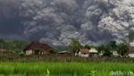 Penampakan Awan Panas Gunung Semeru Meluncur ke Pemukiman