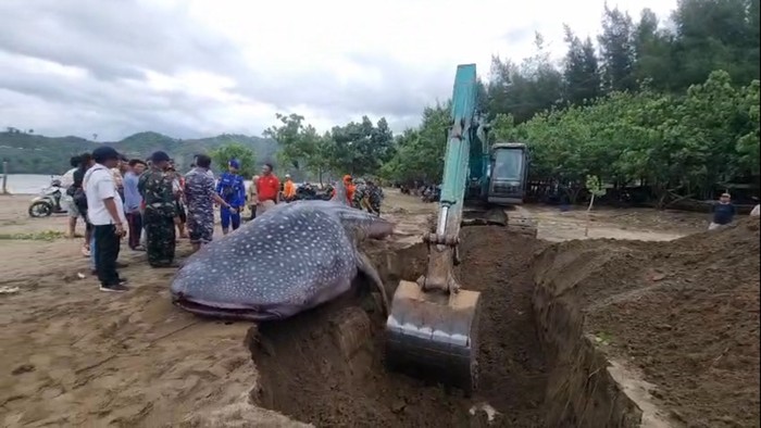 Hiu paus mati terdampar di Tulungagung