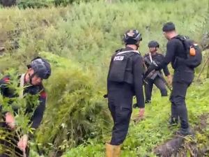Pemilik Ladang Ganja di Gayo Lues Juga Tanam Ganja di Rumah, Ini Tujuannya