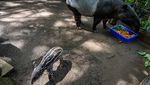Menggemaskan, Kebun Binatang Bandung Sambut Kelahiran Anak Tapir Baru