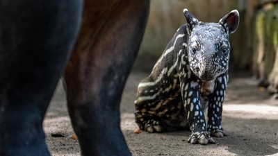 Menggemaskan, Kebun Binatang Bandung Sambut Kelahiran Anak Tapir Baru