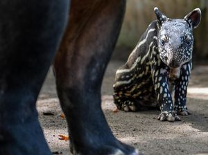 Menggemaskan, Kebun Binatang Bandung Sambut Kelahiran Anak Tapir Baru