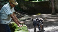 Anak tapir berjenis kelamin jantan itu langsung mencuri perhatian publik karena tampil menggemaskan dengan pola belang khas tapir muda. Momen ini menjadi pencapaian penting, karena tercatat sebagai kelahiran tapir ke-11 di lembaga konservasi tersebut. ANTARA FOTO/Raisan Al Farisi