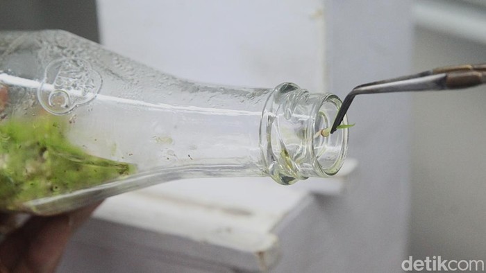 Nursidah, petugas Laboratorium Kultur Jaringan Tanaman Anggrek Dinas Ketahanan Pangan, Kelautan dan Pertanian (KPKP) DKI Jakarta melakukan budidaya anggrek di Pusat Pengembangan Benih dan Proteksi Tanaman (PBPT) Lebak Bulus, Jakarta Selatan, Rabu (19/11/2025). Kegiatan ini menjadi bagian dari upaya pemerintah meningkatkan kualitas dan ketersediaan bibit tanaman hias di ibu kota.